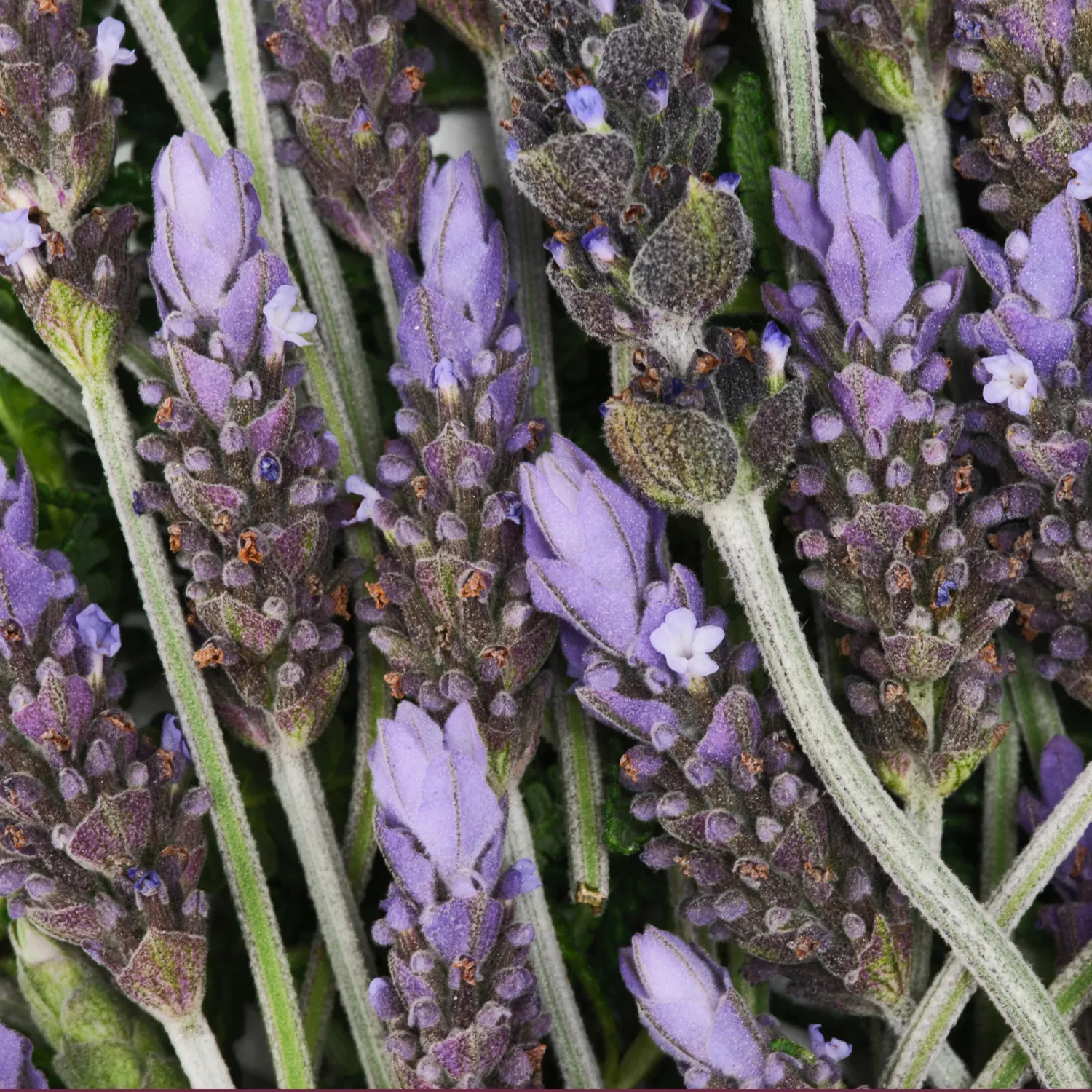 Dr. Bronner's Lavender sæbebar 140 g mild lavendelduft